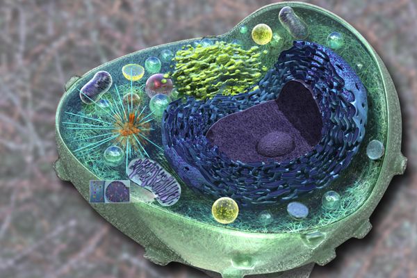 3-D rendered illustration of eukaryotic cell.